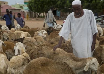 إعادة باخرة جديدة للماشية من السعودية إلى السودان